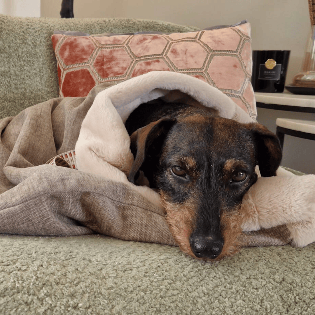 Hond liggend in uitgerolde slaapzak op groene stoel, volledig ontspannen.