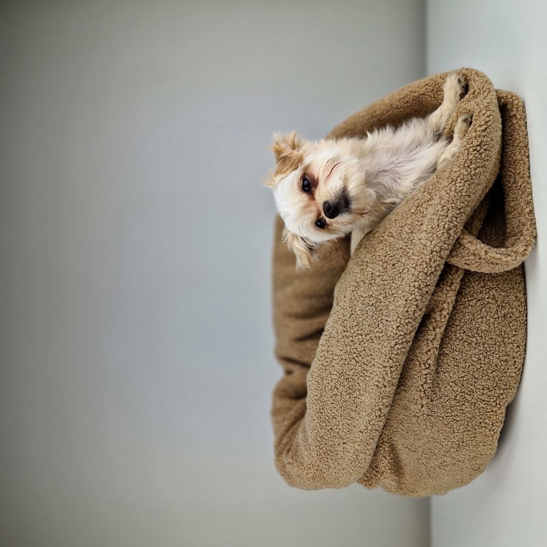 Kleine witte hond liggend in de Pooch Pouch Teddy Cookie mand op een neutrale achtergrond – comfortabel en stijlvol hondenbed