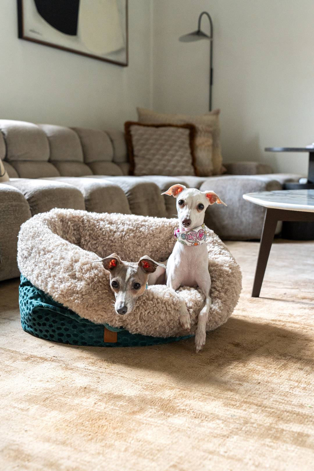 Whippets in een luxe hondenmand in woonkamer