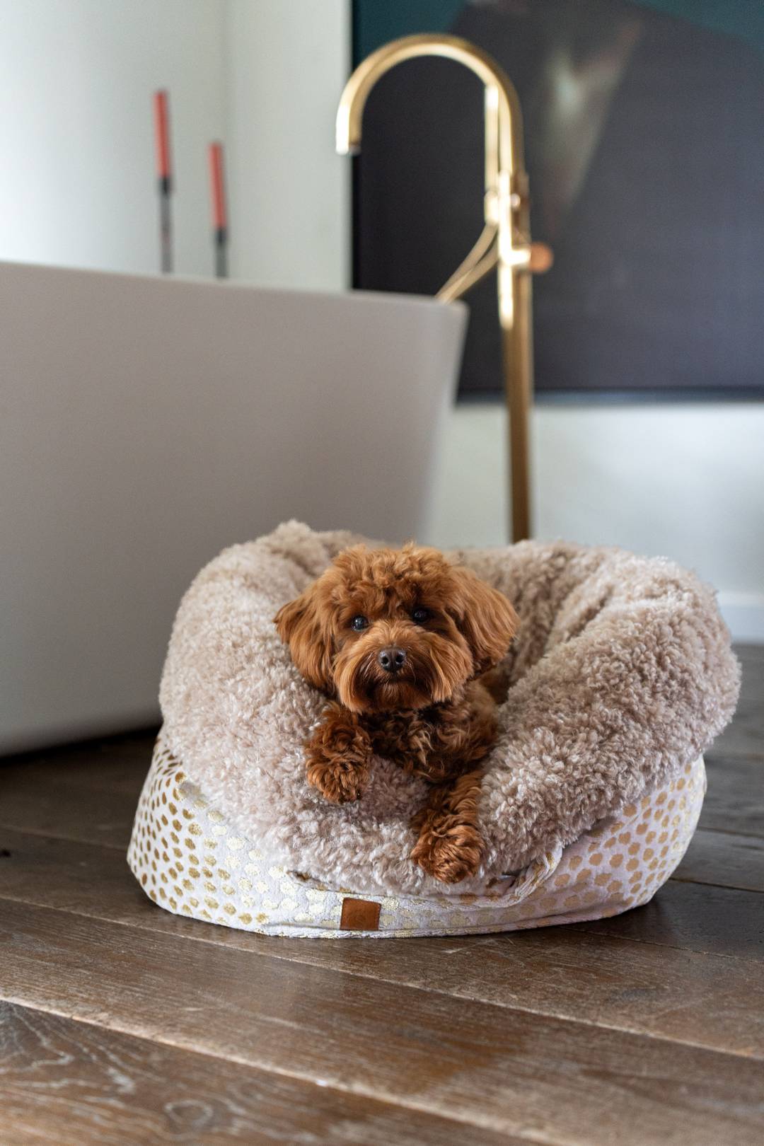 Maltipoo in hondenmand van Kai stof op houten vloer