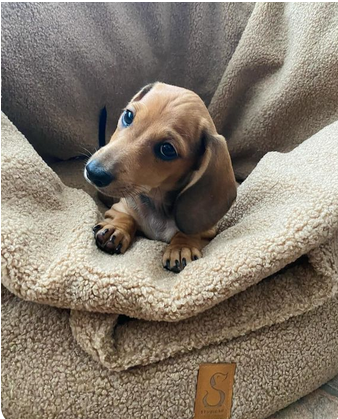 De perfecte luxe hondenmand voor je puppy: Comfort, Veiligheid en Geborgenheid