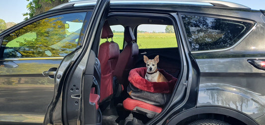 Met je hond op pad