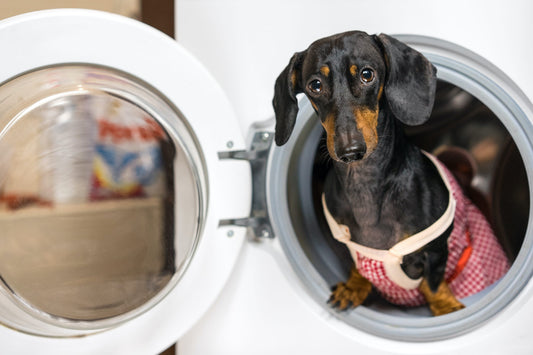 Hondenmand wassen, drogen en fris houden