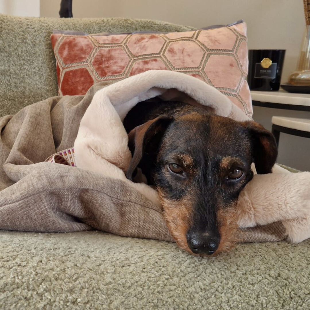 Hond liggend in uitgerolde slaapzak op groene stoel, volledig ontspannen.