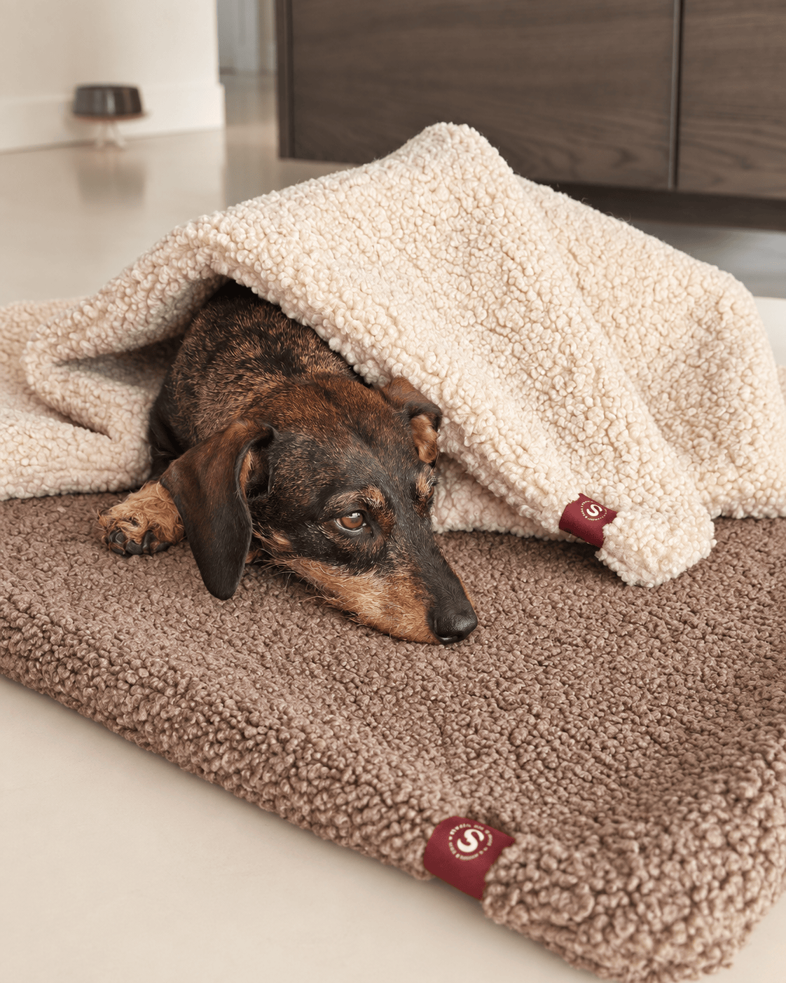 Teckel onder teddy plaid beige