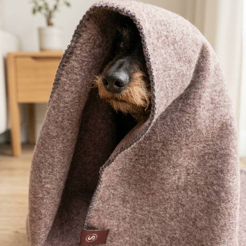 teckel onder een merino plaid