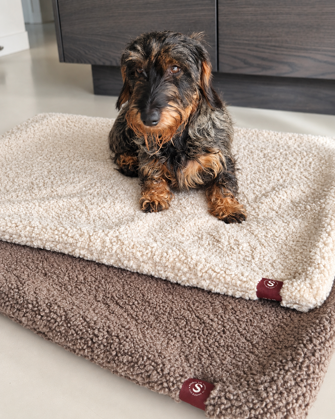 Teckel op 2 teddy plaids