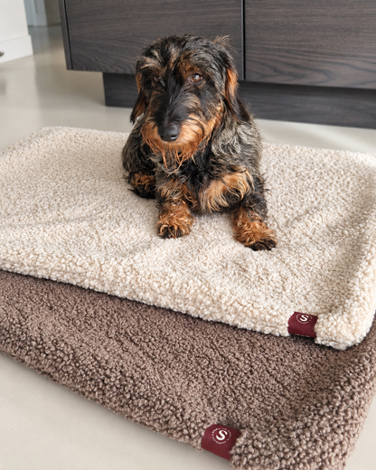 Teckel op 2 teddy plaids
