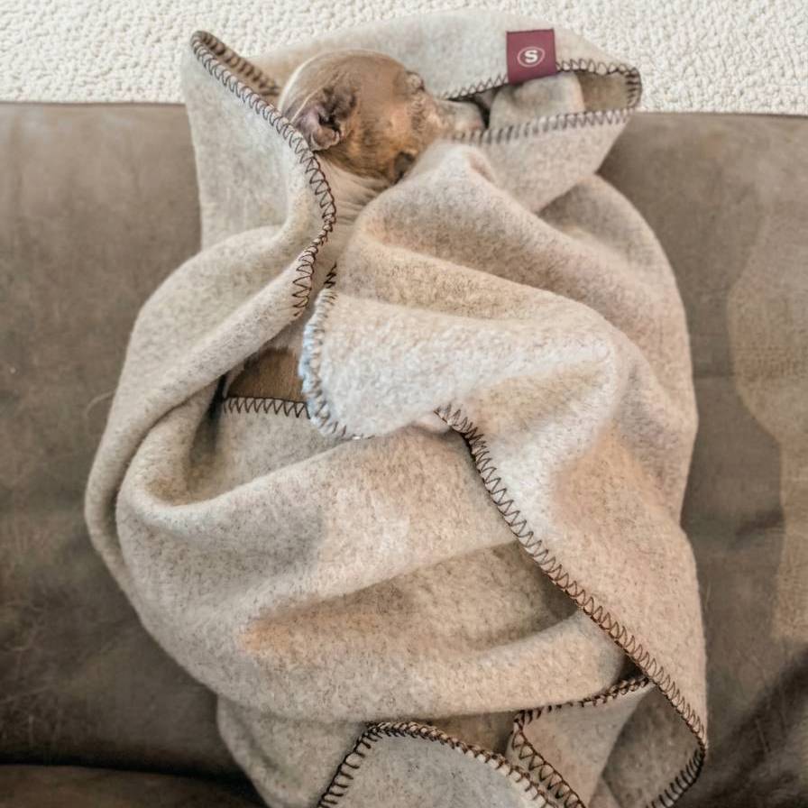 hond slapend in een deken