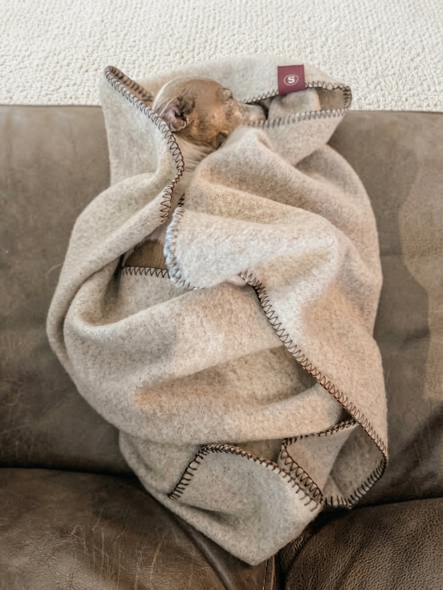 Hond slapend in een deken