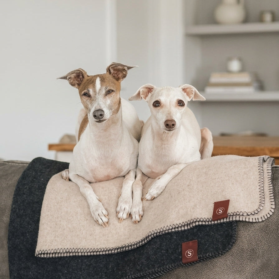 twee honden op de bank