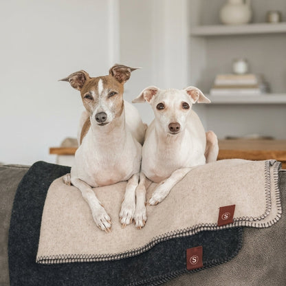twee honden op de bank